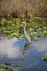 Great Blue Heron