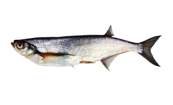 Silver fish on white background. Sabrefish (Pelecus cultratus) from the river Svir, Lake Ladoga, Russia, May.