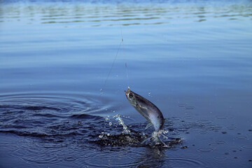 Sport fishing in the north river. Dynamic picture when Sabrefish (Pelecus cultratus) are brought to...