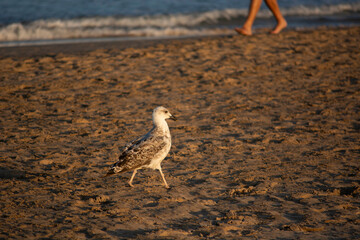 Seagull walking one summer afternoon on the sand of the beach, in the company of human beings.