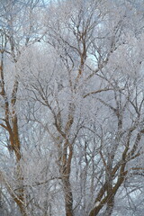 Winter forest with rime in frost, tree branches