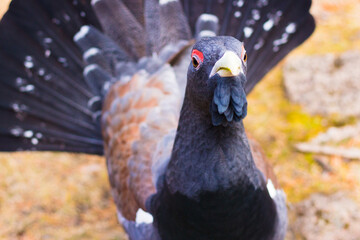 Portrait of a wild male Capercaillie or Tetrao urogallus in Siberia, Russia. Selective focus, blurred background
