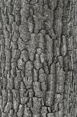 dry tree bark texture background