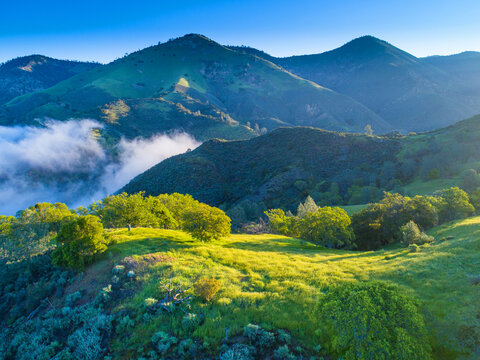 aerial view of blue oaks covering hillsides at sunrise, Figueroa Mountain  area above the Santa Ynez Valley, California