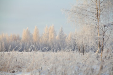 Winter forest with frost in frost covered with hoarfrost treetops illuminated by the setting sun