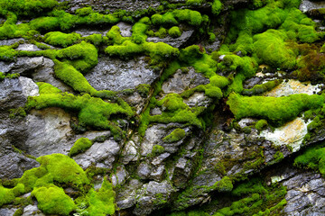 Green moss on the grey rocks in a rainy day in the mountains