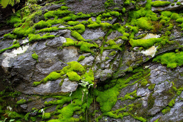 Green moss on the grey rocks in a rainy day in the mountains