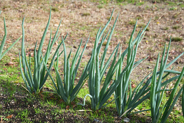 九条ねぎ 京野菜