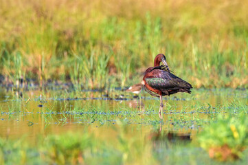 Plegadis falcinellus or Glossy ibis in natural habitat