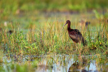 Plegadis falcinellus or Glossy ibis in natural habitat