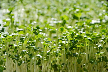 green grass . food for vegetarians. microgreens for salads close-up.
germinated seeds