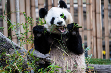 A giant panda bear (Ailuropoda melanoleuc) is seen eating bamboo in its enclosure at a Zoo