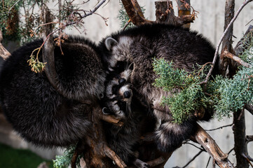 Raccoons (Procyon lotor) are seen sleeping on a tree in its enclosure at a Zoo