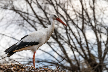 A stork is seen standing at the top of its nest during an Autumn day