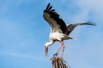 A stork is seen landing at the top of a tree during an Autumn day