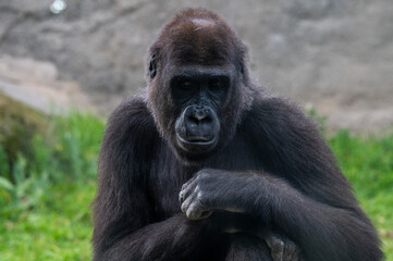 A young gorilla is seen in its enclosure at a Zoo