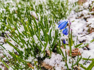 blue snowdrops are blooming under the snow close-up spring is coming