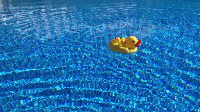 rubber duck swims in the swimming pool summer traveling concept