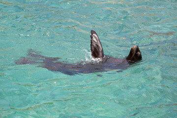 Seel&ouml;we im Meer schwimmt auf dem R&uuml;cken