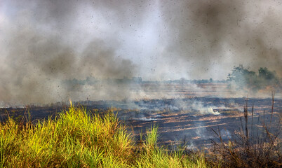 Agricultural burning. Farmers burn dry rice straw in drained fields, fields are updated, prescribed field fire. Vietnamese patch farming