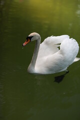 beautiful clean white swan swims in a clear lake