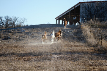 Herd of foal horses running through winter field of ranch.