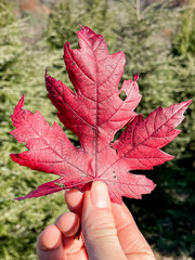 Maple Leaf
