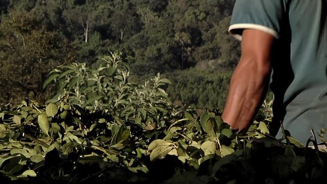 Worker at Yerba Mate Processing Plant in the Province of Misiones, Argentina, South America. 