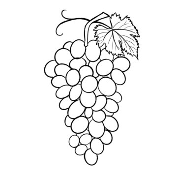 The contour image of a bunch of grapes on a white background. Grape label