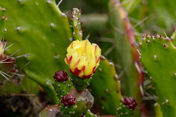 Beautiful cactus flower