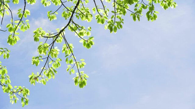 Looking up forest perspective sky. High trees sun beams sky. Tree tall with top sky sunshine. 