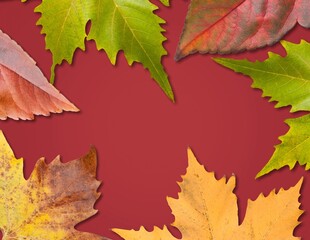 Frame made of different dried colored leaves on a background. Autumn composition