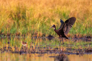Plegadis falcinellus or Glossy ibis in natural habitat