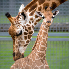 Rothschild giraffe and new baby giraffe