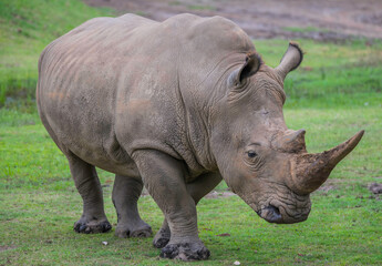 Obraz premium Southern white rhinoceros