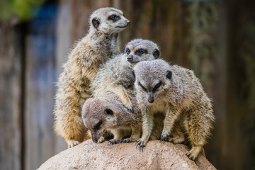 Meerkats also known as a small mongoose
