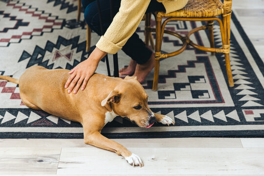 Woman Patting Dog On Carpet At Home