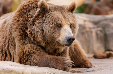 Fototapeta premium Portrait of a big brown bear