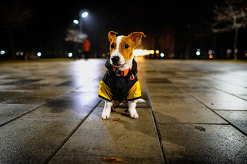 Portrait of cute jack russell terrier walking in the park at night wearing jumpsuit. Closeup view of purebred dog outdoors in clothes at the cold season. Concept of taking care of the domestic animals