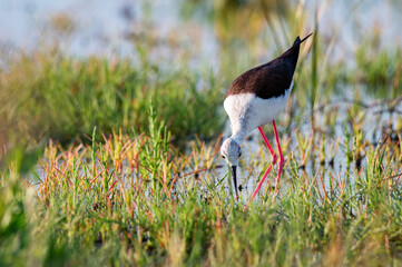 Himantopus himantopus or black-winged stilt on a wet weadow