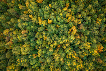 Green forest at Lake Siljan from above in Dalarna, Sweden.