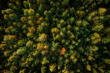 Green forest at Lake Siljan from above in Dalarna, Sweden. - 474283959