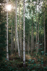 Birch trees with sunrays in the forest at Lake Siljan in Dalarna, Sweden.