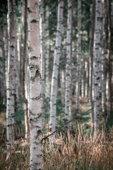 Birch trees with white trunks in the forest at Lake Siljan in Dalarna, Sweden. - 474283965