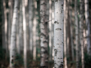 Birch trees with white trunks in the forest at Lake Siljan in Dalarna, Sweden.