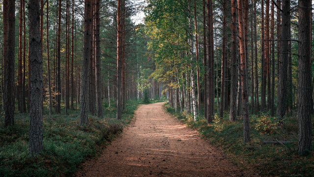 Green forest with path at Lake Siljan in Dalarna, Sweden.