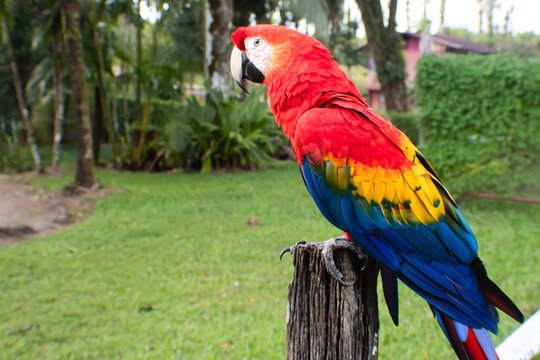 Guacamaya, R&iacute;o Cuarto, Sarapiqu&iacute;, Costa Rica
