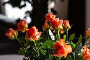 red and yellow tulips