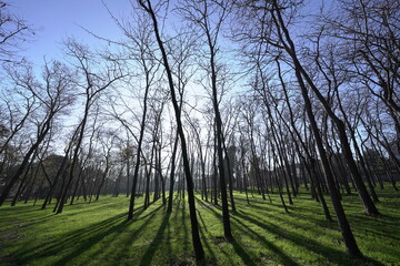 sunrise in the forest