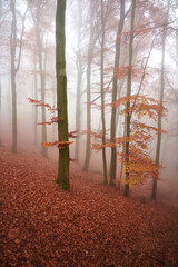 Foggy Beech Forest